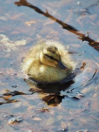 Close-up of a bird in lake