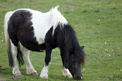 Horses standing in a field