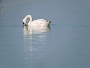 Swan swimming in lake