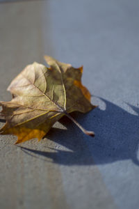 Close-up of dry leaves