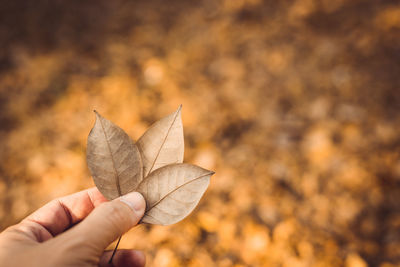 Dry leaf in hand and soft focus floor in autumn season