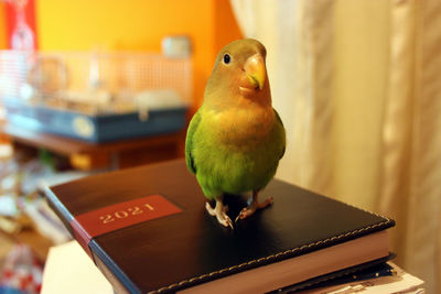 Close-up of parrot perching on table at home