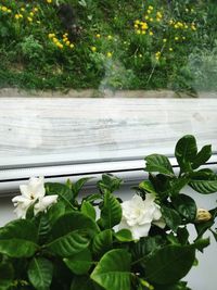 Close-up of potted plants in greenhouse