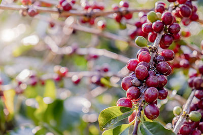 Close-up of berries growing on tree