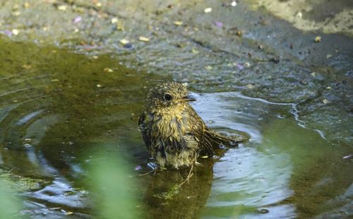 High angle view of bird swimming in lake