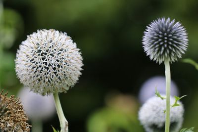 Close-up of globe thistle flowers