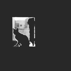 Close-up of a cat
