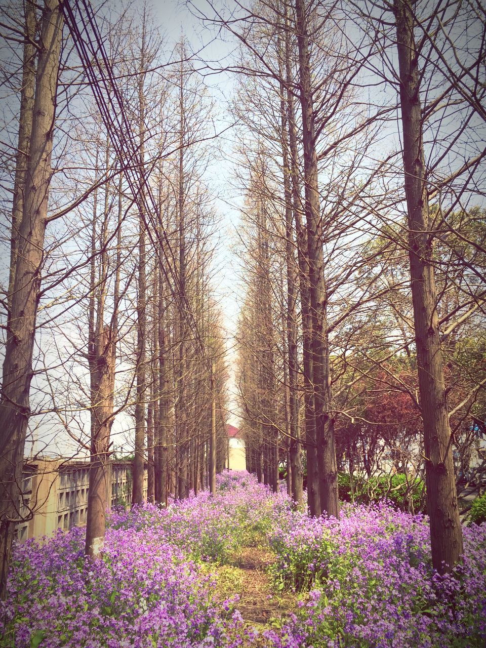 tree, flower, growth, beauty in nature, tranquility, nature, tranquil scene, tree trunk, freshness, scenics, forest, branch, day, outdoors, landscape, no people, park - man made space, non-urban scene, woodland, blossom