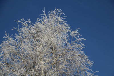 Low angle view of frozen plants against clear blue sky