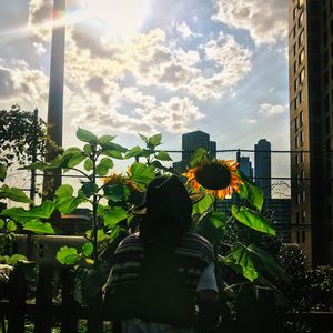 Man and yellow flowers in city against sky