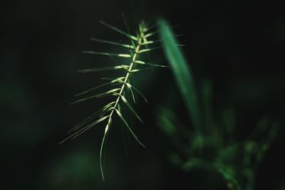 Close-up of leaves against blurred background