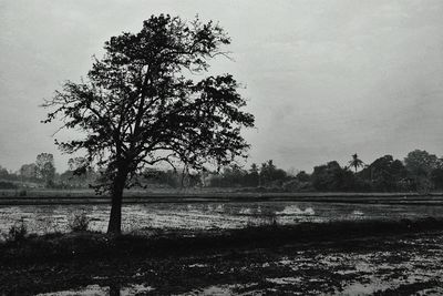 Trees on landscape against sky