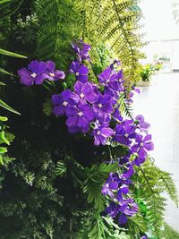 Close-up of purple flowers blooming outdoors