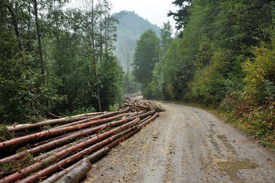 Logs on dirt road by trees at forest