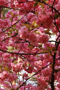 Low angle view of pink flowers blooming on tree