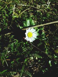 Close-up of white daisy flower