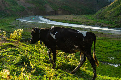 Cows grazing on field