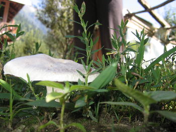 Close-up of mushroom