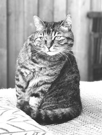 Close-up portrait of a cat sitting on floor