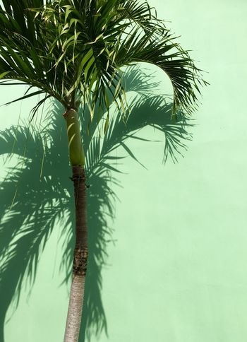 Low angle view of palm tree