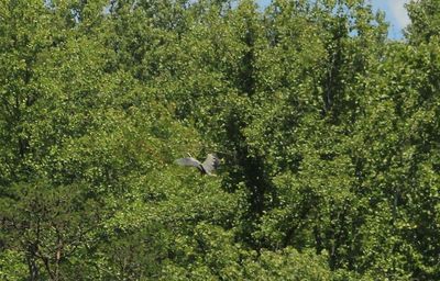 Bird flying amidst trees in forest