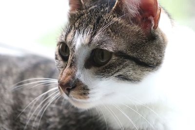Close-up of cat looking away