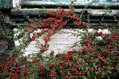 Close-up of red flowers