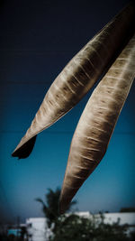 Close-up of fish hanging against buildings in city