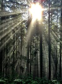 Low angle view of trees in forest