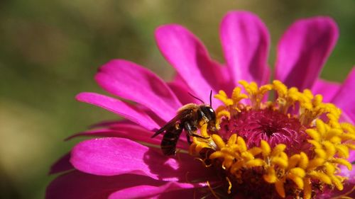 Close-up of bee pollinating on pink flower