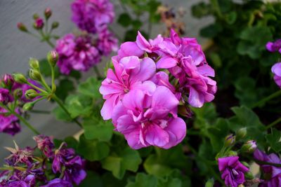Close-up of pink flowering plants