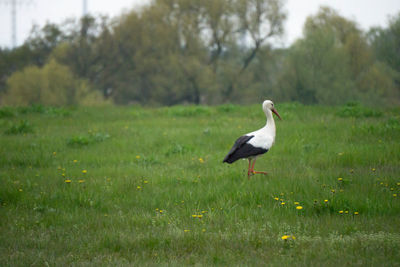 Bird on field