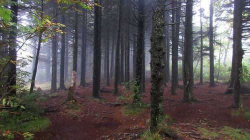 Trees in forest