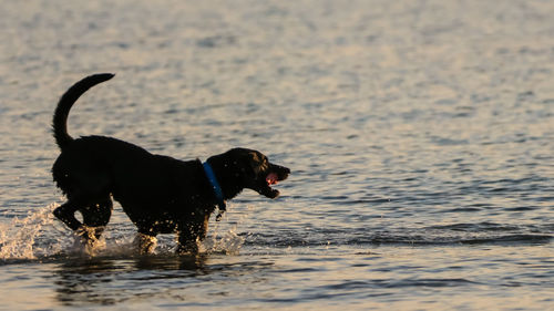 Dog running on beach