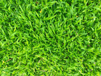 High angle view of green grass