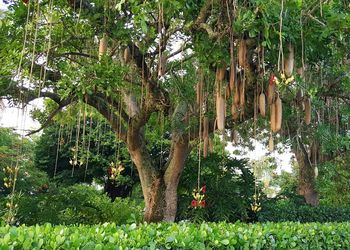 Sausage tree growing at park