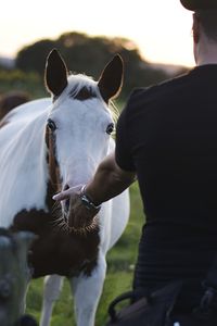 Man stroking a horse grazing in a meadow	