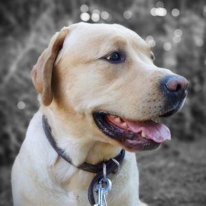 Close-up of dog looking away