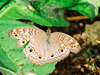 Close-up of butterfly on leaves