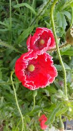 Close-up of red flowers