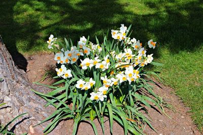 Close-up of flowers blooming outdoors