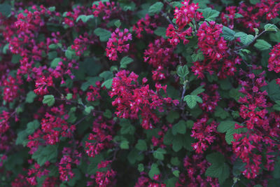 Close-up of pink flowering plants in park