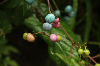 Close-up of buds on branch