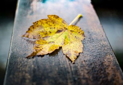Close-up of yellow maple leaf
