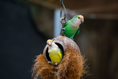 Close-up of birds perching on birdhouse