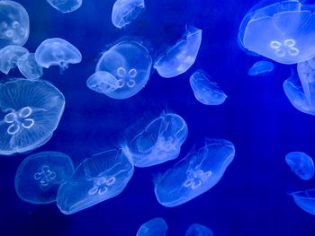 Jellyfish swimming in sea