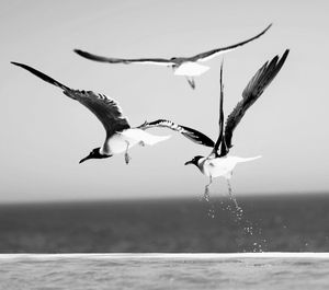 Seagulls flying over sea against sky