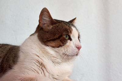 Close-up of a cat looking away against wall