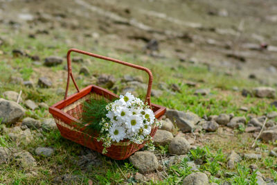High angle view of flowering plant on field