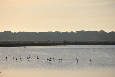 Birds in a lake